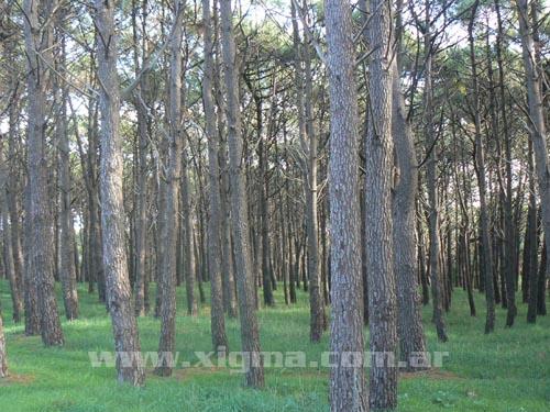 Parque Miguel Lillio.jpg
